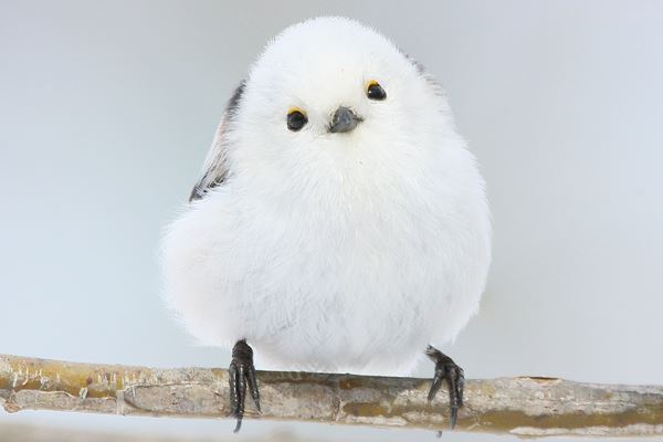 2022年はシマエナガ元年！「もふもふジャンプ」なスクープ写真