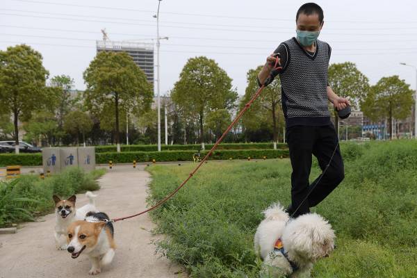 特効薬ナシ、致死率は20％…猫・犬からも感染する“恐怖の出血熱”が全国で拡大中！