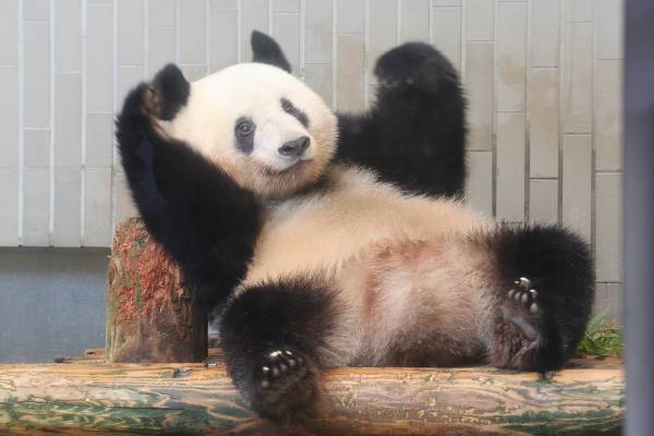 シャンシャン“5シャイ”のかわいすぎ成長アルバム