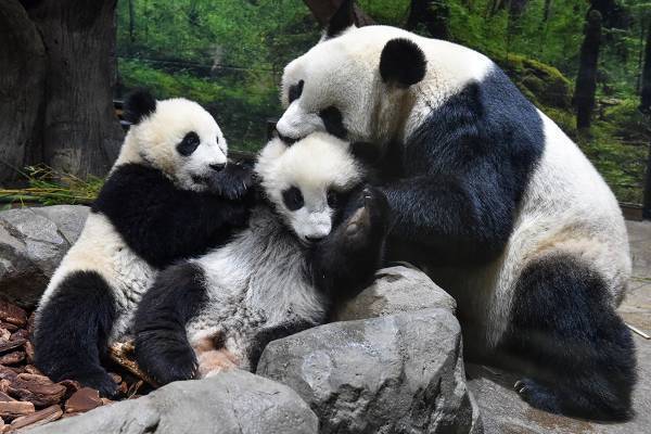 双子パンダのシャオレイ「すくすく成長アルバム日記」