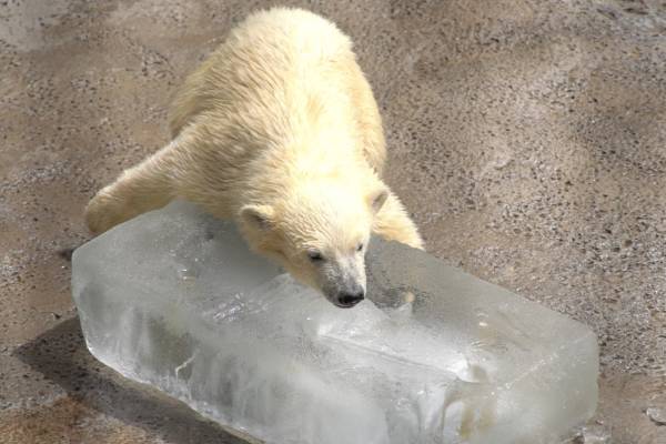 氷に夢中のホッキョクグマほか「猛暑で涼む動物たち厳選ショット」