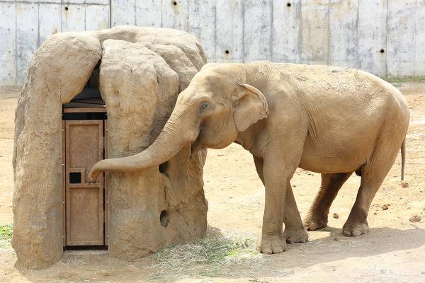 白内障で目が見えない象のアヌーラ　体調が悪い時は仲間の象に支えられた