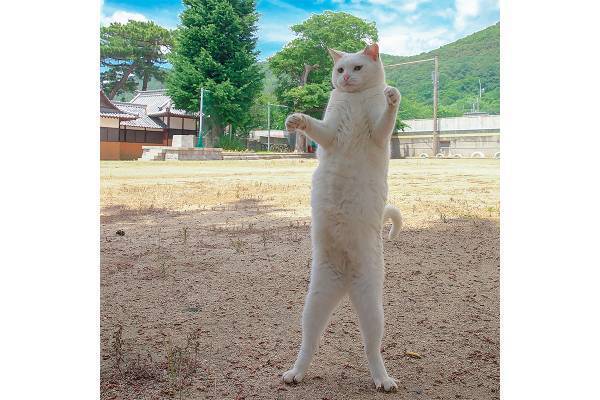 写真家 山本正義さん撮影の“立ち猫”が話題！撮影方法も伝授