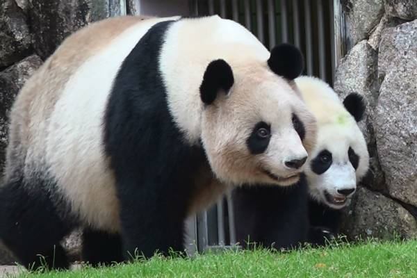 ビッグママの良浜22歳に！世界一のパンダ家族築いた軌跡