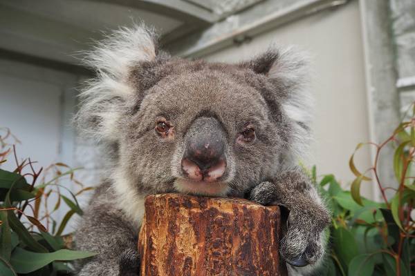 敬老の日企画！ご長寿アニマルズのイキイキ格言7