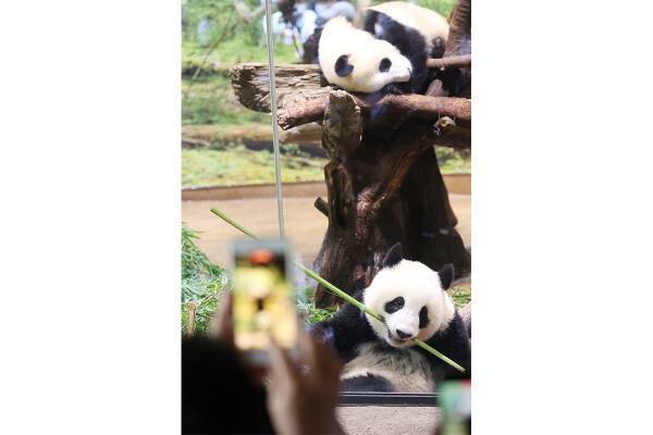 暴れん坊シャオシャオとおっとりレイレイ“双子パンダ”成長記録