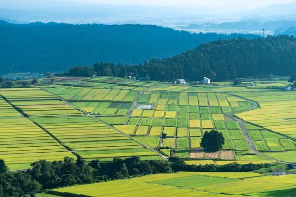 「虫食をすすめられて…」「車にシカが突っ込んできて…」憧れの地方移住は恐怖の連続！