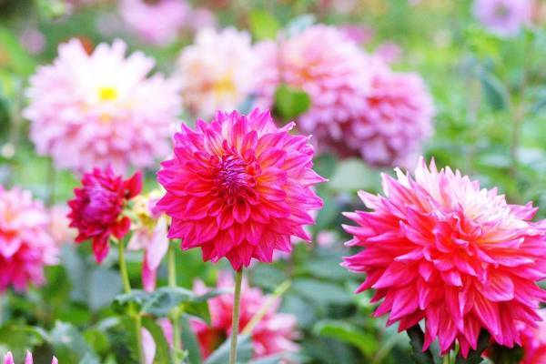 SixTONES京本大我 余命宣告されたら「ギターを持って一人旅」