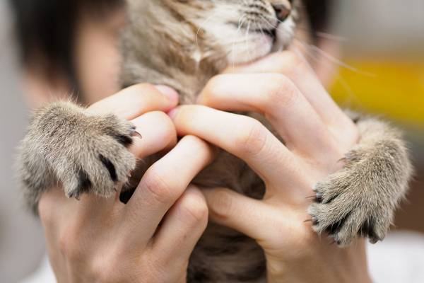 愛猫とのスキンシップが不調を引き起こすことも――「猫吸い」に潜む人に危険な感染症リスト