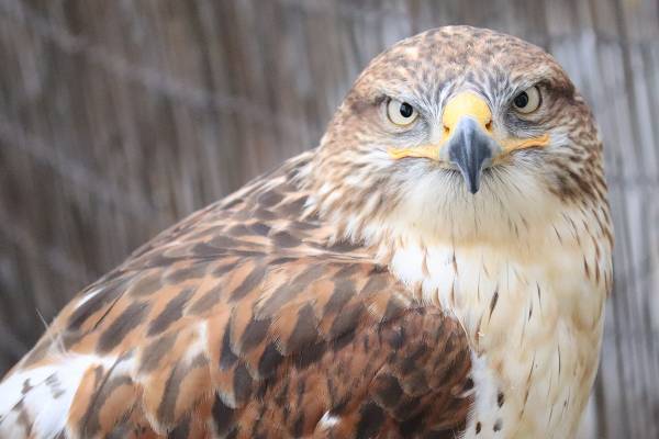 自宅に侵入した小学生がペットの鷹やハヤブサに岩を…飼い主が被害を告白「足から血が出て羽も折れていた」