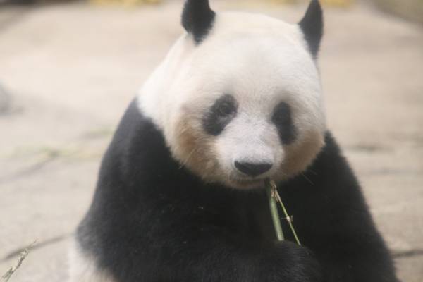 パンダ大使も悲しみにくれる、シャンシャン返還で体調不良、入院…シャンシャンロス続出