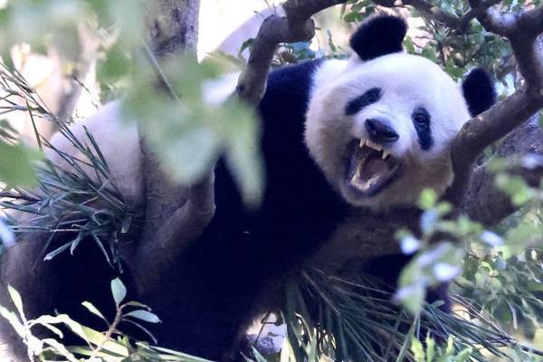 変顔・ヘソ天・アイ～ン顔「パンダ初笑い名写真」シャンシャンと笑って年越し！