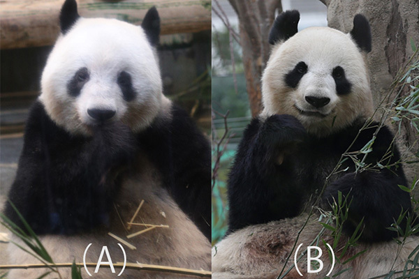 【パンダクイズ】誰でもわかるシャンシャンの見分け方