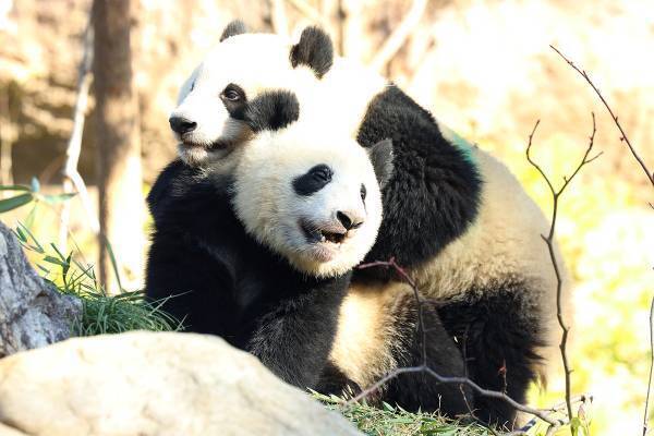 双子パンダ・シャオシャオ＆レイレイ2022年振り返りアルバム