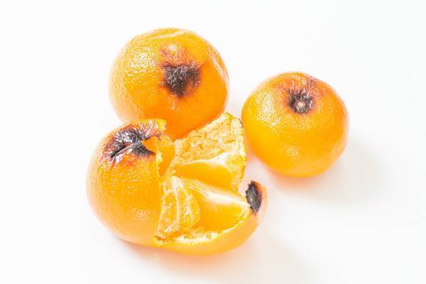 焼くと甘みが増して、健康効果もアップ！骨粗しょう症を予防する「焼きみかん」