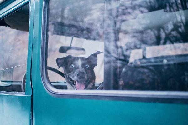 狩猟に出かけた男性が飼い犬に銃撃されて死亡