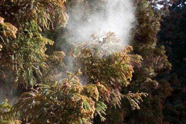 最新の花粉症対策は「症状出る前から」が肝心　注射で症状なくなる人も