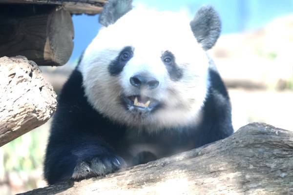 シャンシャンにお別れを言いにきた仲良しカラス・カタロウ