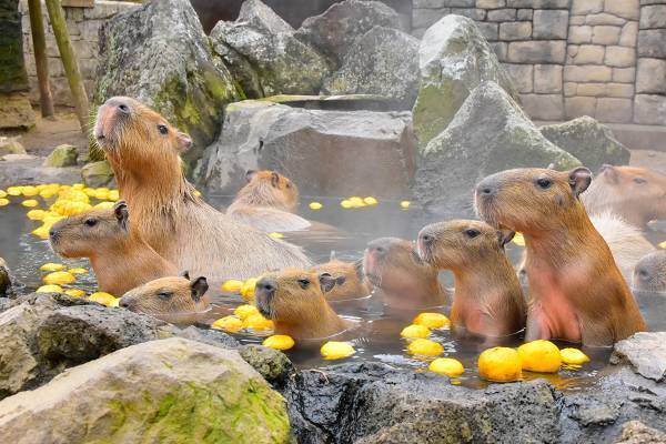 見ているだけでポカポカ！カピバラ“いい湯だな”写真選手権