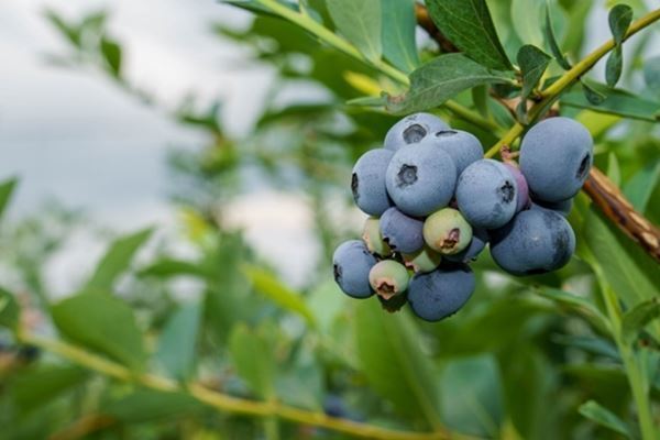 ブルーベリー摘みで月収50万円！オーストラリア出稼ぎの好待遇にネット衝撃「日本で働く意味ある？」