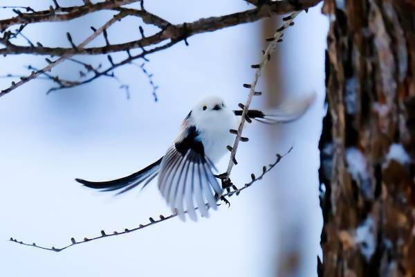 高校生写真家が撮るシマエナガほか“冬もふ”動物コレクション