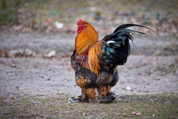 「おんどりが…」とつぶやいて絶命　鶏に襲われた男性が不可解な死