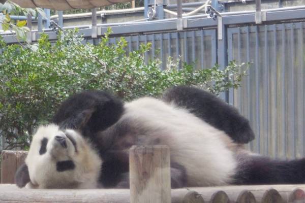 【さよならシャンシャン】貴重な妊娠中の姿、赤ちゃんのときはピンク色…目撃してきた天使のような幼少時代