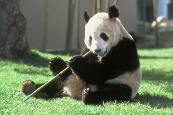 人気パンダまた中国へ…グレートファーザー永明と美人姉妹帰国