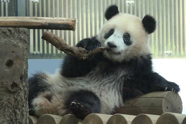 【さよならシャンシャン】中国返還後の生活は？夫はイケメンに？気になるすべてを前上野動物園園長に聞いた