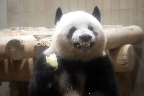 【さよならシャンシャン】変顔、アイーン、大人な「くねくねポーズ」も…目撃してきた“思わず笑顔“なベストショット