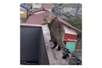 今にも落ちそうな高所の塀を歩く猫の広告動画が「虐待」と波紋…投稿したau損保は「認識が不足していた」と謝罪