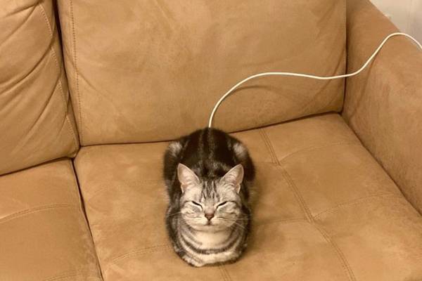 猫界の橋本環奈ほか総いいね200万超え！バズ猫博覧会