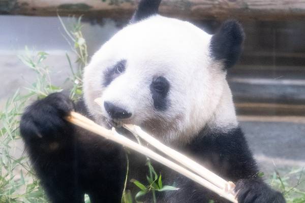 シャンシャン なんと倍率70倍！最後の観覧で見せた神ファンサ