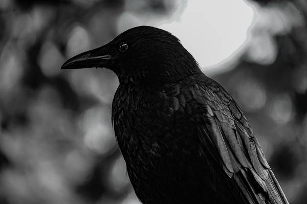 「カラス肉の生食」紹介記事が波紋…「最悪の場合死に至る」と専門家も警鐘