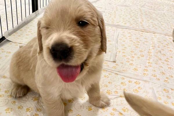 フォロワー500万人超のおさる赤ちゃん他 SNSで話題の動物赤ちゃん集