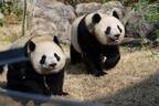 上野の双子パンダ“シャオレイ”がママと離れて“双子暮らし”
