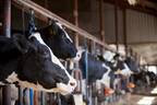 “酪農危機”で赤字85％「牛乳増産しろ」一転「減らせ」の迷走政策で日本の牛乳が消える危険