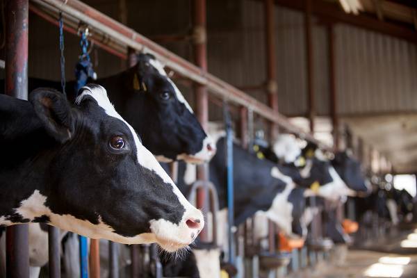 “酪農危機”で赤字85％「牛乳増産しろ」一転「減らせ」の迷走政策で日本の牛乳が消える危険