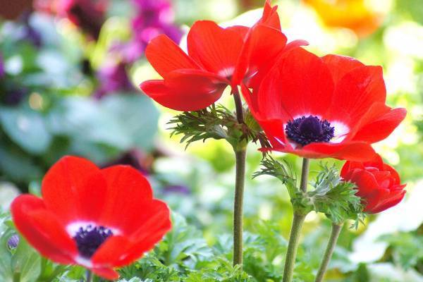 永瀬廉「1人のときも、想うのはKing＆Princeのこと」