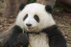 シャンシャン　返還先の中国で立ちはだかる最強ライバル“パンダ界の水卜ちゃん”