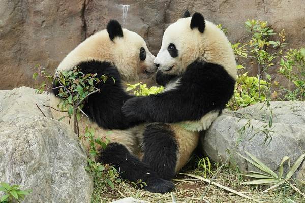 2歳になるシャオシャオ＆レイレイ「最新ラブラブショット集」
