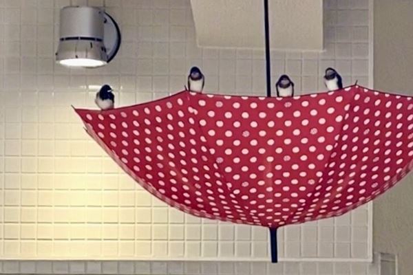 ツバメ守る「逆さ傘」がSNSで大絶賛も…商業モールが明かす複雑胸中「営業支障やお客様への糞被害があるのも事実」