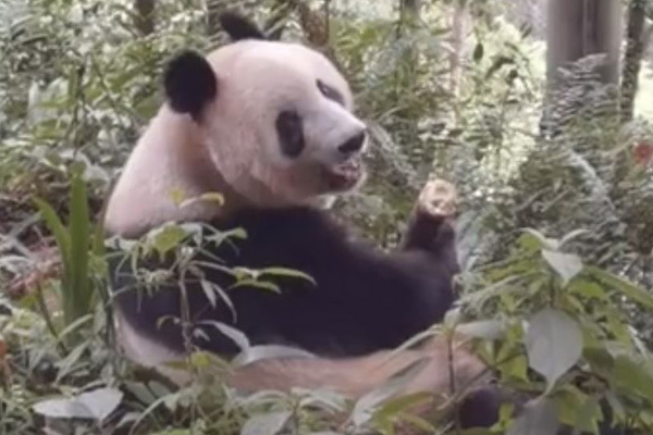 6歳になったシャンシャン「中国の空の下、元気にムシャムシャ」