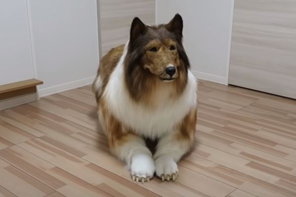 海外で大注目の「犬になった日本人」 本人語る周囲の反応「すれ違う犬は一歩引いたような…」