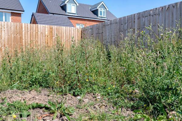 放置するとどんどん成長…「真夏の草むしり」安全に進めるルール