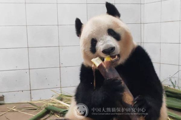 もうすぐシャンシャンに会える!?「そろそろ公開」の情報にパンダファンたちが歓喜の声！