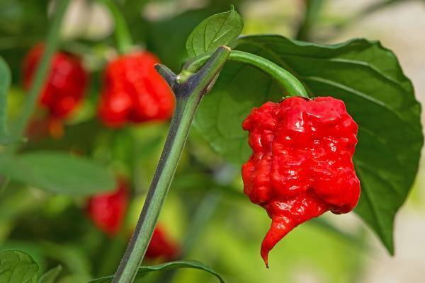 SNSで人気の「世界一辛いチップス」を食べた高校生が死亡