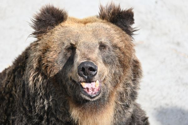 “ヒグマ捕殺ストップ”訴える日本ヴィーガン協会のクラファンが波紋…道庁担当者が語った活動への“見解”