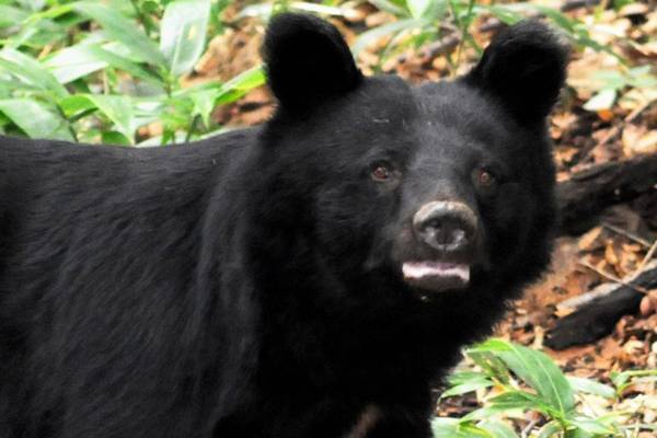 胃の中の40％は人肉、形の残った耳も！本州最大の獣害事件を起こしたツキノワグマが大量出没中