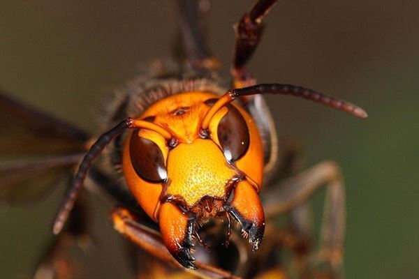 1年で一番凶暴化！ 殺人スズメバチから身を守ってくれるのは白帽子